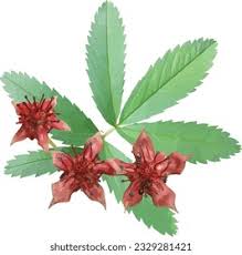 Attēlu rezultāti vaicājumam “Comarum palustre leaf”