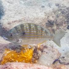 Image result for Archosargus rhomboidalis