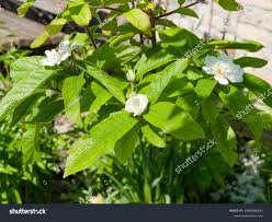 Attēlu rezultāti vaicājumam “Mespilus germanica”