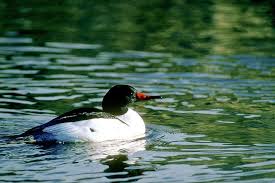 Attēlu rezultāti vaicājumam “Mergus merganser”