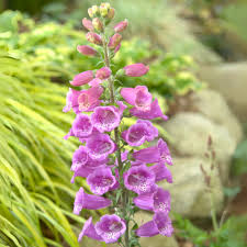 Image result for Digitalis purpurea