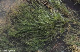 Attēlu rezultāti vaicājumam “Nitella flexilis”