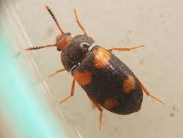 Attēlu rezultāti vaicājumam “Bitoma crenata imago”