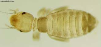 Attēlu rezultāti vaicājumam “Psocoptera”