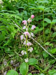 Attēlu rezultāti vaicājumam “Pyrolaceae”