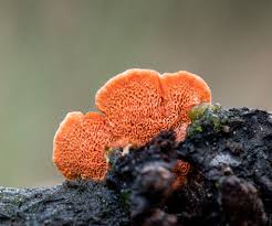 Attēlu rezultāti vaicājumam “Pycnoporus cinnabarinus”