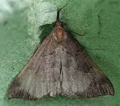 Attēlu rezultāti vaicājumam “Hypena proboscidalis”