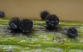 Attēlu rezultāti vaicājumam “Lamproderma pseudomaculatum macro”