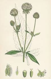 Image result for Dipsacus pilosus