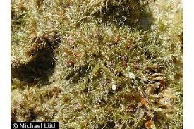 Attēlu rezultāti vaicājumam “Ephemerum serratum”