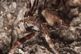 Attēlu rezultāti vaicājumam “Araneus angulatus”