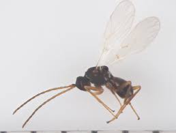 Attēlu rezultāti vaicājumam “Cynipidae”