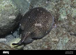 Image result for Torpedo marmorata