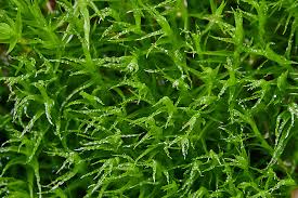 Attēlu rezultāti vaicājumam “Dicranum bonjeanii”