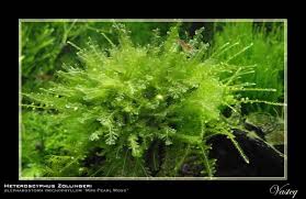 Attēlu rezultāti vaicājumam “Blepharostoma trichophyllum”