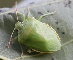 Attēlu rezultāti vaicājumam “Eulithis pyropata”