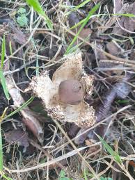 Attēlu rezultāti vaicājumam “Geastrum pectinatum”