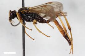 Attēlu rezultāti vaicājumam “Diphyus latebricola”