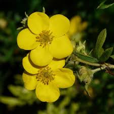 Attēlu rezultāti vaicājumam “Pentaphylloides fruticosa flower”