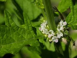 Attēlu rezultāti vaicājumam “Lycopus europaeus flower”