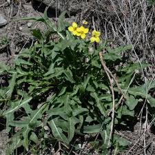 Attēlu rezultāti vaicājumam “Diplotaxis tenuifolia”