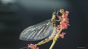 Attēlu rezultāti vaicājumam “Heptagenia sulphurea female”