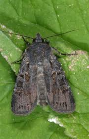 Attēlu rezultāti vaicājumam “Euxoa nigricans”