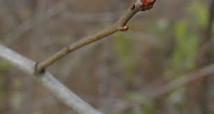 Attēlu rezultāti vaicājumam “Crataegus laevigata bud”
