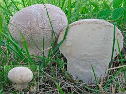 Attēlu rezultāti vaicājumam “Calvatia utriformis”