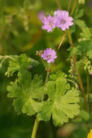 Attēlu rezultāti vaicājumam “Geranium pyrenaicum”