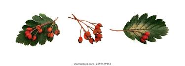 Attēlu rezultāti vaicājumam “Sorbus intermedia fruit”