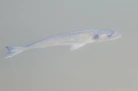 Image result for Chelon ramada