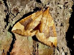 Attēlu rezultāti vaicājumam “Eulithis populata”