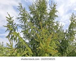 Attēlu rezultāti vaicājumam “Quercus robur fo. pectinata”