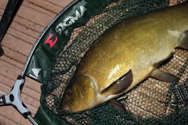 Image result for Carrick Angling Club