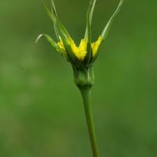 Image result for Tragopogon pratensis