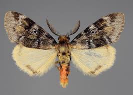 Attēlu rezultāti vaicājumam “Lymantriidae”