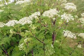 Attēlu rezultāti vaicājumam “Selinum carvifolia leaf”
