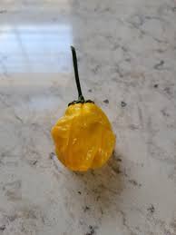 Afbeeldingsresultaat voor yellow mushroom hot pepper