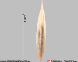 Attēlu rezultāti vaicājumam “Festuca rubra subsp. rubra fruit”