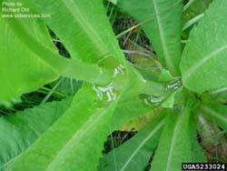 Attēlu rezultāti vaicājumam “Dipsacus fullonum fruit”