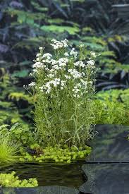 Image result for Achillea Ptarmica