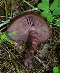 Attēlu rezultāti vaicājumam “Lepista sp.”