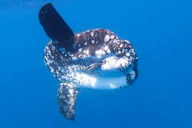 Image result for Mola alexandrini