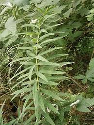 Attēlu rezultāti vaicājumam “Polygonatum verticillatum bud”