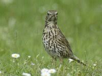 Attēlu rezultāti vaicājumam “Turdus philomelos adult”