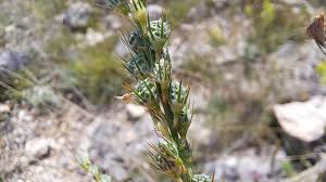Attēlu rezultāti vaicājumam “Onobrychis arenaria leaf”