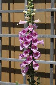 Attēlu rezultāti vaicājumam “Digitalis purpurea flower”