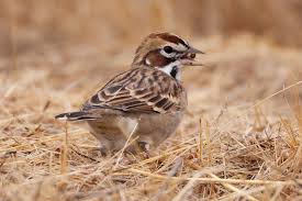 Image result for Chondestes grammacus