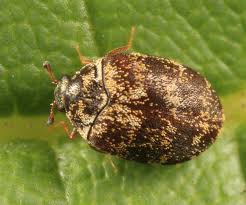 Attēlu rezultāti vaicājumam “Anthrenus museorum”